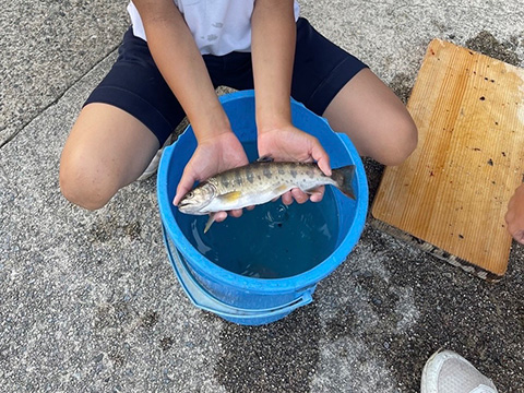 ヤマメのつかみ取り